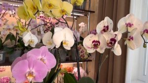 Самые Крупноцветковые  Орхидеи в моей коллекции