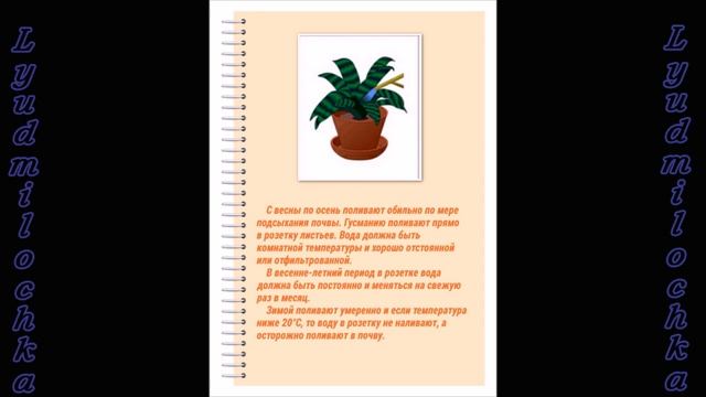 Гусмания (Гузмания). Уход в домашних условиях смотреть онлайн