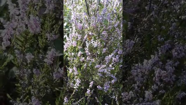 Верески в лесу смотреть онлайн