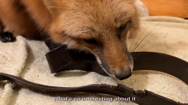 Алиса лиса. Лиса съела ремень (The fox ate the belt). смотреть онлайн