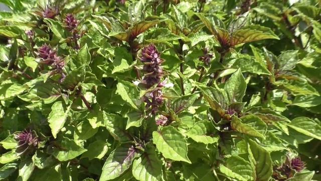 Турция. Город Аланья. Август 2023г.  Kleopatra Micador Hotel 4