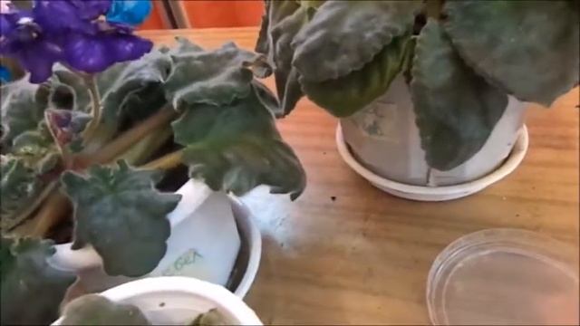 Узамбарская фиалка Черенки в Вермикулите дали ростки смотреть онлайн