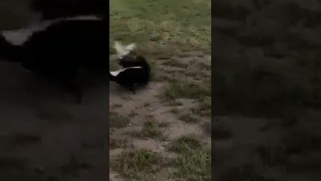 I like the smell of the skunk in the morning-II//Люблю запах скунса поутру смотреть онлайн