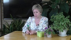 СУСПЕНЗИЯ ХЛОРЕЛЛЫ! КАК И ГДЕ ПРИМЕНЯТЬ, ЧТОБЫ ПОЛУЧИТЬ МАКСИМАЛЬНЫЙ ЭФФЕКТ!