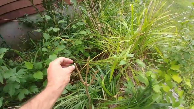Pink Bougainvillea Bonsai - The Brennan Bougey смотреть онлайн