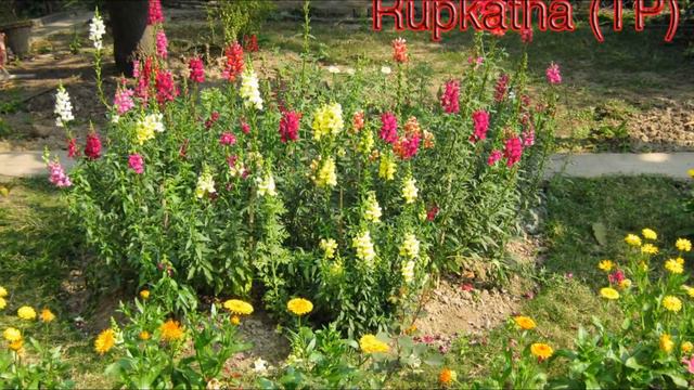 Calendula, Petunia and other flowers Garden смотреть онлайн