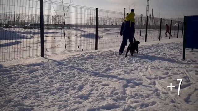 Групповые занятия по дрессировке собак смотреть онлайн