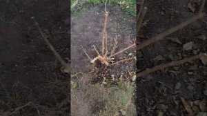 Обрезка гортензии осенью