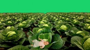 ФУТАЖ МАЛЫШ В КАПУСТЕ