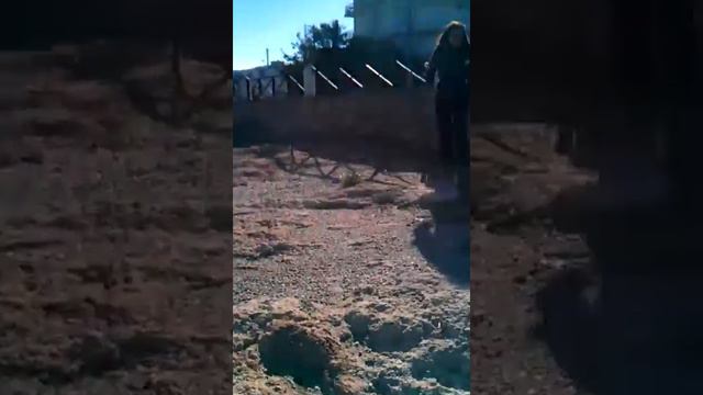 хорёк на прогулке смотреть онлайн