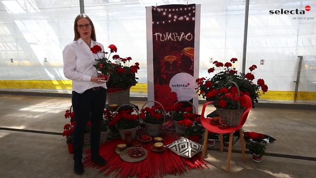 Präsentation Pelargonium zonale Moonlight® Tumbao® смотреть онлайн