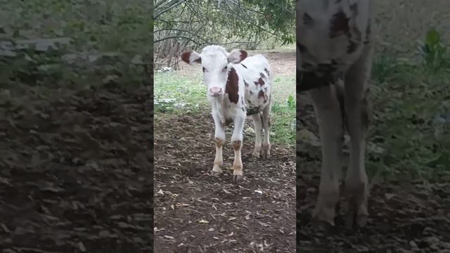 Ромашка 🐄🐄🐄 #теленок #первомайскийфермер смотреть онлайн