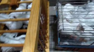 Ярмарка голубей выставка голубей Санкт-Петербург