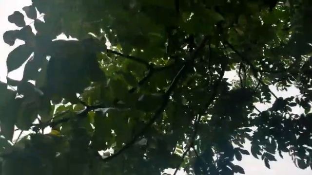 Рябина и Маньчжурский орех смотреть онлайн