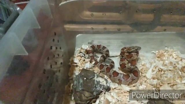 полоз маисовый / как пьет змея смотреть онлайн