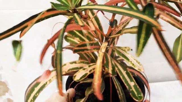 Кодиеум "Мать и дочери вариегатный"/. Codiaeum "Mother& daughters variegatum"& "Victoria Gold Bell" смотреть онлайн
