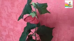 Абутилон. Формирование Куста. Продолжение