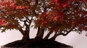 Красный японский клен