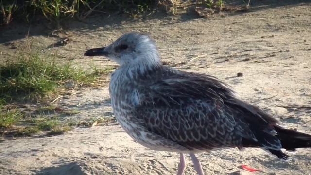 Делай Своими Руками