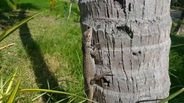 Thalagoya | Monitor Lizard | I'm Woola смотреть онлайн