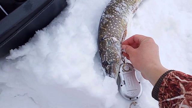 Неожиданный крупняк.Щука на жерлицы. смотреть онлайн