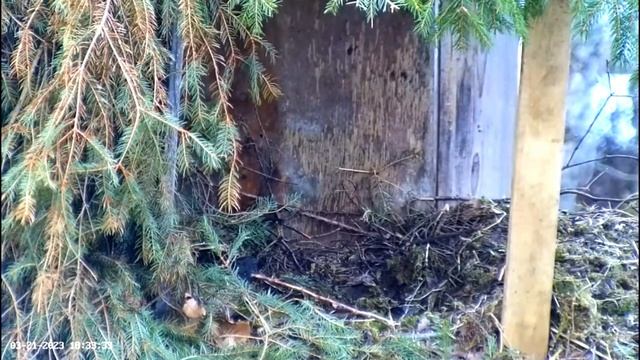 Nest Activity Close Up ? 03/21/23 18:30 смотреть онлайн