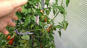 Какие томаты обязательно оставлю в коллекции