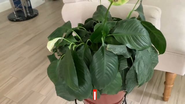 Peace Lily Time Lapse | A Forgiving Plant смотреть онлайн