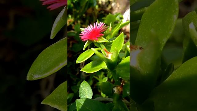 Аптения , комнатные растения, балконные цветы #shorts Aptenia, indoor plants, balcony flowers смотреть онлайн