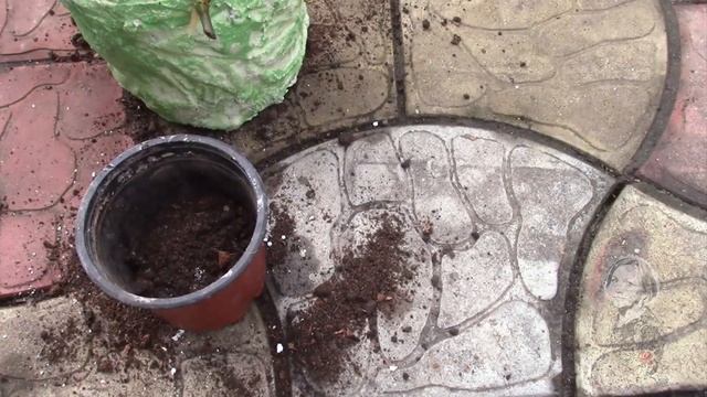 ЧЕРЕНКИ ЦВЕТОВ ОСЕНЬЮ. СТОИТ ЛИ САЖАТЬ?! смотреть онлайн