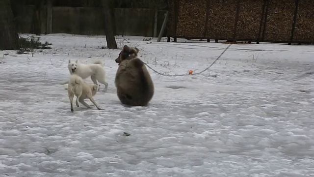 ЗСЛ Амба и Баргут по медведю Владелец Беловой Д В смотреть онлайн