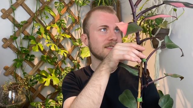 How To Care For Philodendron Erubescens “Pink Princess” | Plant Of The Week Ep. 17
