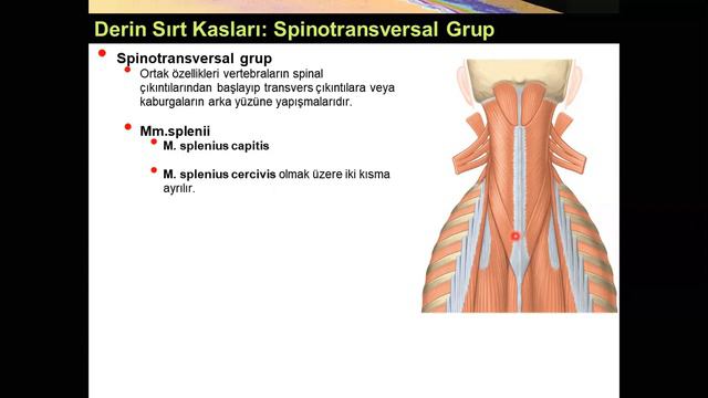 Sırt ve Ense Kasları Yüksel AYDAR смотреть онлайн