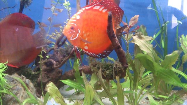 Дискусы Symphysodon discus нерест в общем аквариуме смотреть онлайн