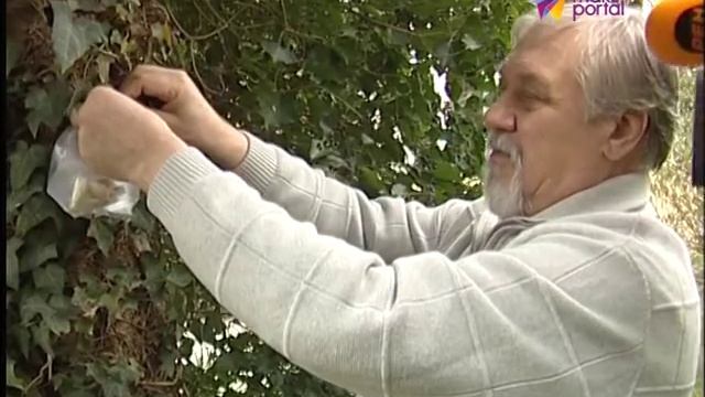На самшитах в Дендрарии разместили первые коконы китайской мухи смотреть онлайн