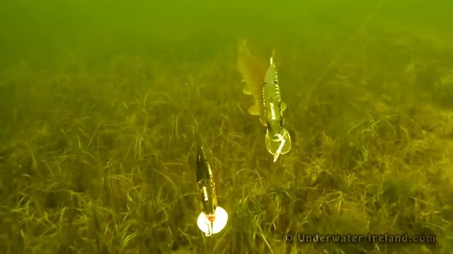 Как щука атакует приманки под водой. Подводная съемка смотреть онлайн