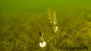 Как щука атакует приманки под водой. Подводная съемка