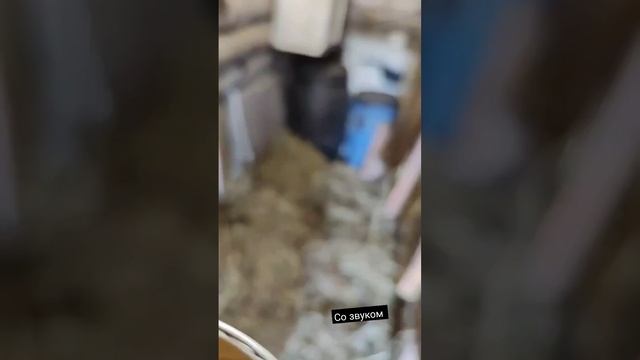 #куры #деревня #хозяиндвора #хозяйство #кролики #животные #дача #историиизжизни #любимоедело смотреть онлайн