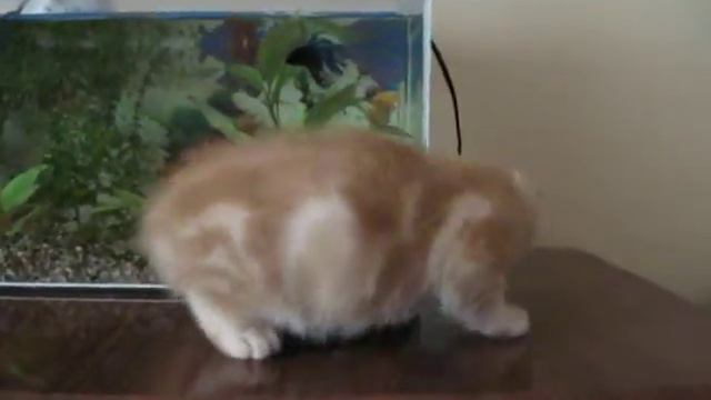 Шотландский котенок и аквариум смотреть онлайн
