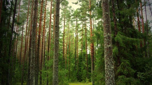 Что такое эхо? смотреть онлайн