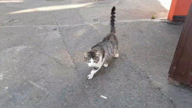 Кормим котиков в Лазаревском смотреть онлайн