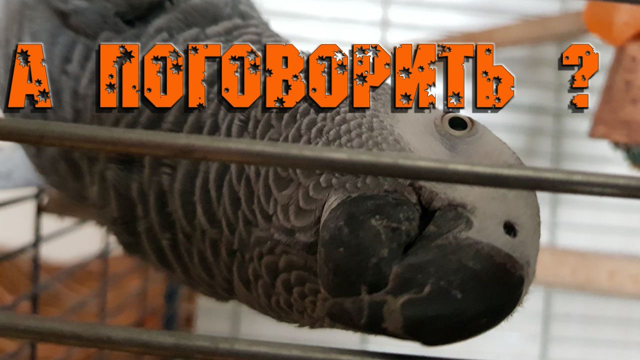 Попугай жако говорит больше, чем следует. Как говорящие попугаи разнообразят наш быт. смотреть онлайн