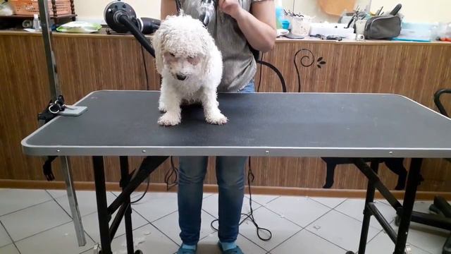 Сушка феном после купания 1 смотреть онлайн