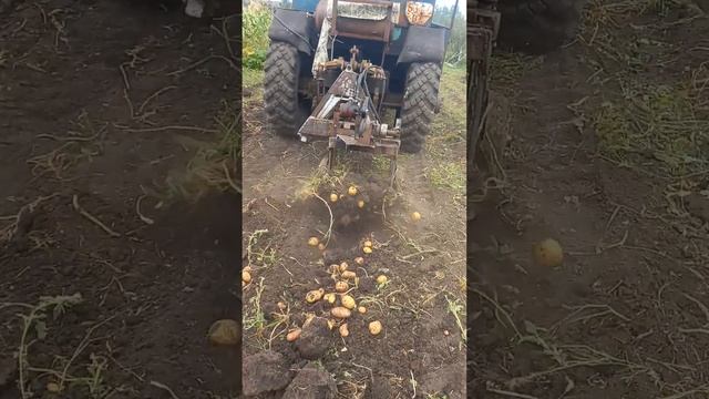 уборка картофеля на самодельный картофелекопалки смотреть онлайн