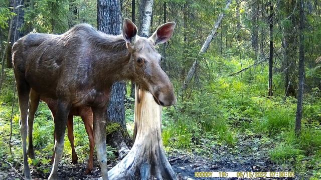 Солонец для лося / Лосиха с малым на солонце смотреть онлайн