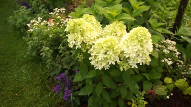 Гортензия метельчатая Skyfall (Скайфолл) смотреть онлайн