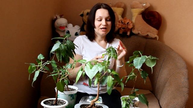 Фикусы из семян. Мои наблюдения. [Надежда и мир] смотреть онлайн