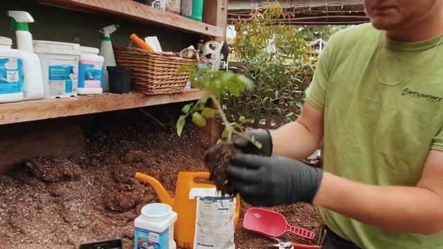 Myke Pro Mycorrhiza: How To Use & Benefits смотреть онлайн