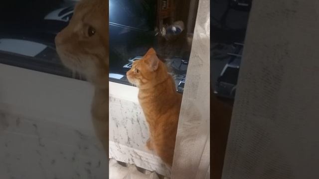 Кот Рыжик смотрит в окно, животные