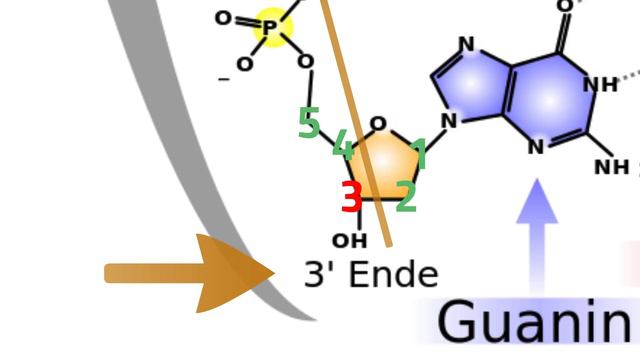Die Transkription - Proteinbiosynthese Teil 1 смотреть онлайн